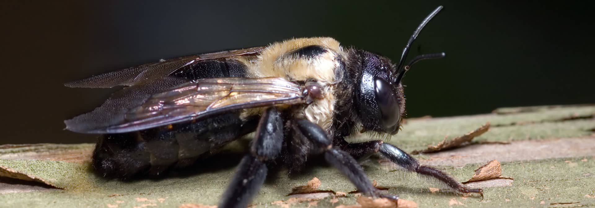 Knock'em Out Pest Control - Michigan Carpenter Bee Control